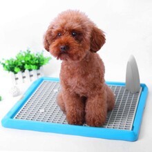 恩澤（日新）寵物日用品廠 專注品質，引領寵物日用百貨新風尚